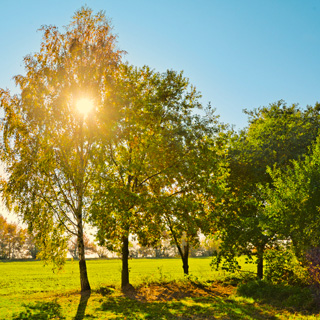 Gedenkbaum-Gruppe von Dr. Walentin Tatschev für Mathias Tumovec 