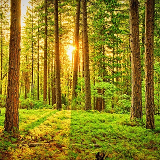 Gedenkwald von Johannes Grubmiller für Liana Kassai 